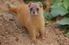 黃大仙是什么動物，黃鼠狼為什么叫黃大仙