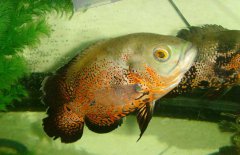 地圖魚(yú)吃什么長(zhǎng)得快，地圖魚(yú)吃什么飼料好？