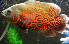 地圖魚(yú)到底能長(zhǎng)多大、吃什么長(zhǎng)得快？