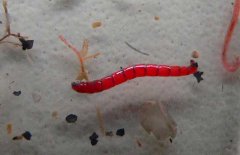 紅蟲(chóng)是什么，紅蟲(chóng)分為哪三類(lèi)？