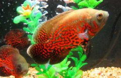 地圖魚(yú)怎么分公母，其雌雄如何鑒別