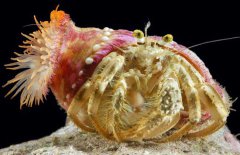 寄居蟹如何與?？采? /></a>
            <a href=