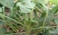 菜螟在什么條件下發(fā)生嚴重，菜螟怎樣防治