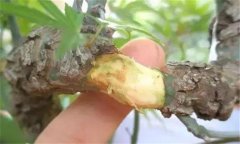 果樹去皮貼接的方法、步驟及其技術(shù)特點(diǎn)