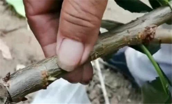 果樹(shù)靠接的技術(shù)特點(diǎn)