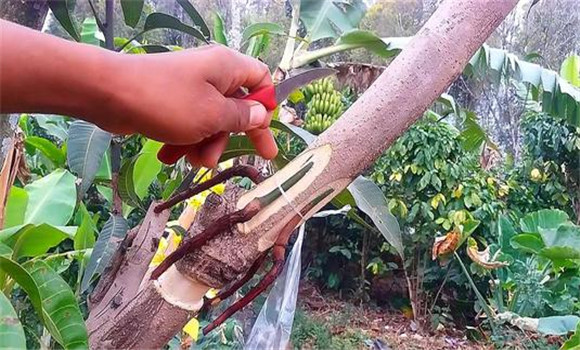 果樹(shù)靠接的操作要領(lǐng)