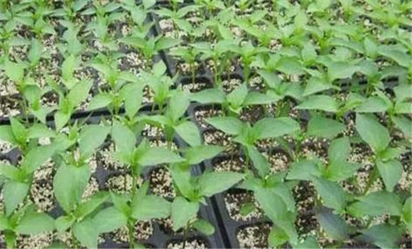 哪些蔬菜需要育苗