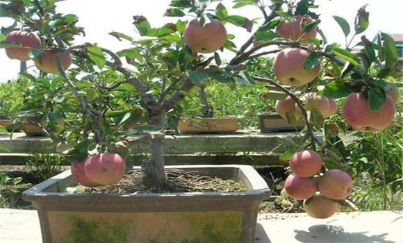 果樹盆景結果部位外移的原因