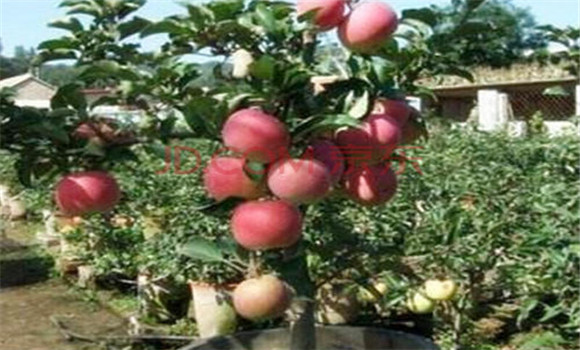 改變果樹盆景結果部位外移的管理措施