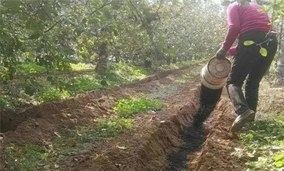 秋季施足基肥，增加貯存營(yíng)養(yǎng)