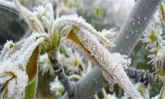 果樹(shù)霜凍類型與防御方法