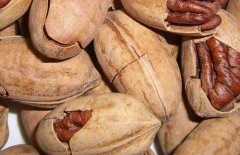 碧根果什么時候成熟，碧根果的產(chǎn)地在哪里？