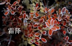 霜降的節(jié)氣由來(lái)，介紹關(guān)于霜降節(jié)氣的民間風(fēng)俗