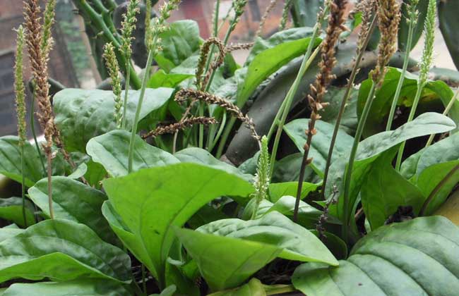 車前草種植技術 車前草的產地環(huán)境