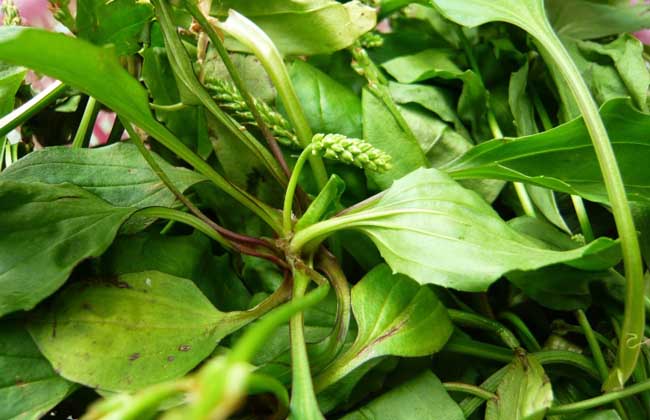 車前草的產地分布 車前草種植