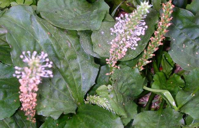 車(chē)前草能治療痛風(fēng)嗎 車(chē)前草的作用與功效