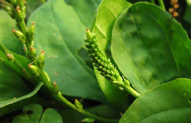 車前草和蒲公英的區(qū)別 車前草種植方法