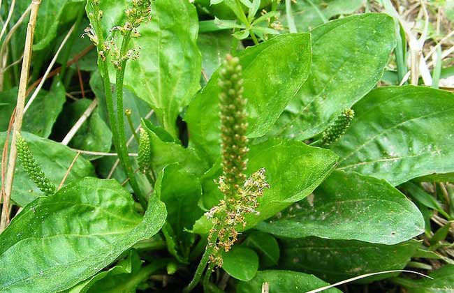 車前草能治尿道炎嗎 車前草