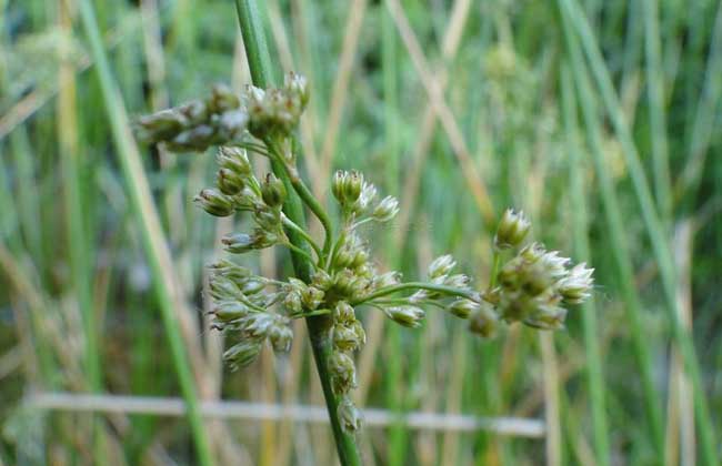 花卉的功效與作用