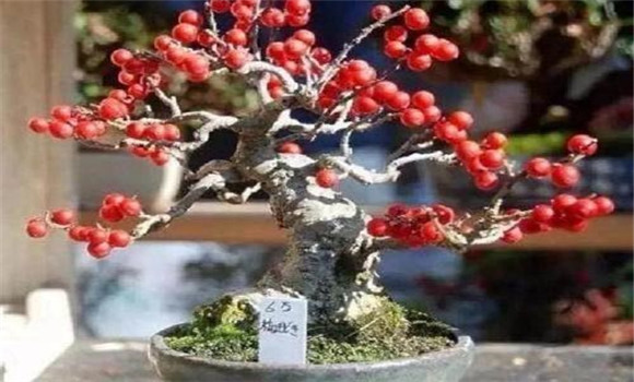 資源豐富，便于生產(chǎn)