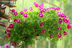 牽牛和矮牽牛有何異同，它們的區(qū)別是什么？