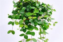 適合吊盆栽植的花卉有哪些，吊盆植物有哪些？