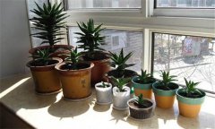 春季盆花出房前要做些什么工作？