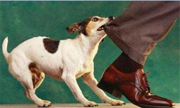 狗攻擊人(小孩)怎么辦