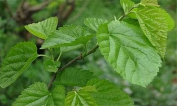 桑葉有清肺潤燥、止咳化瘺的功效