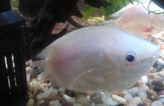 接吻魚(yú)為什么接吻？