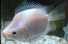 接吻魚(yú)怎么養(yǎng)才好？接吻魚(yú)飼養(yǎng)管理技術(shù)