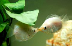 接吻魚(yú)好不好養(yǎng)殖，接吻魚(yú)怎么養(yǎng)才好？