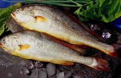 黃花魚是海魚嗎？選購黃花魚要注意哪些？