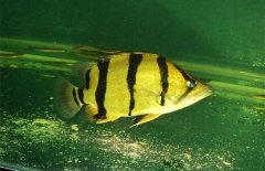 虎魚和什么魚混養(yǎng)，虎魚混養(yǎng)注意事項