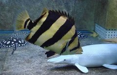 泰國虎魚吃什么，泰國虎魚怎么養(yǎng)？