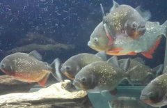 紅腹水虎魚吃什么，紅腹水虎魚怎么養(yǎng)？