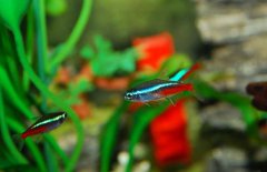 紅綠燈魚吃什么食物？紅綠燈魚怎么養(yǎng)殖好