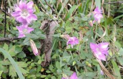 龍膽草產(chǎn)地在哪里、有幾個(gè)品種 對(duì)生長環(huán)境要求