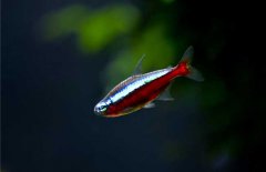 寶蓮燈魚怎么養(yǎng)？寶蓮燈魚形態(tài)特征