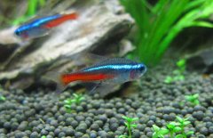 紅綠燈魚(yú)怎么養(yǎng)，紅綠燈魚(yú)的仔魚(yú)如何管理