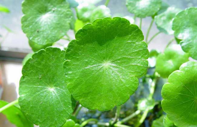 金錢草怎么養(yǎng)殖 金錢草養(yǎng)殖方法