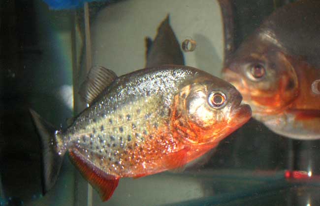 水虎魚(yú)的繁殖方法