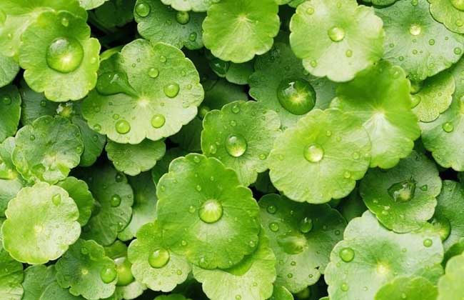 金錢草的產(chǎn)地分布 金錢草種植方法