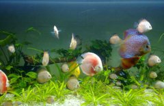 七彩神仙魚和什么魚混養(yǎng)？