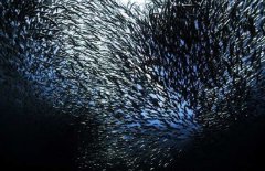 沙丁魚(yú)是深海魚(yú)嗎，常見(jiàn)深海魚(yú)有哪些？