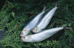沙丁魚(yú)是什么魚(yú)，沙丁魚(yú)產(chǎn)地哪里？