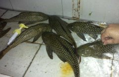 清道夫魚(yú)和什么混養(yǎng)？