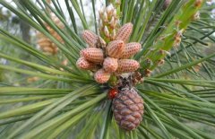 松花粉有什么副作用？