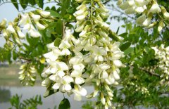 孕婦能吃槐花嗎？