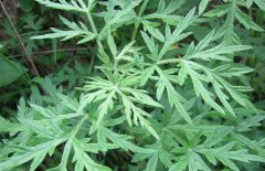 艾草孕婦可以吃嗎？